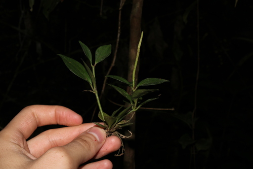 Peperomia angustata — photo