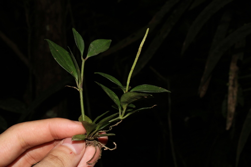 Peperomia angustata