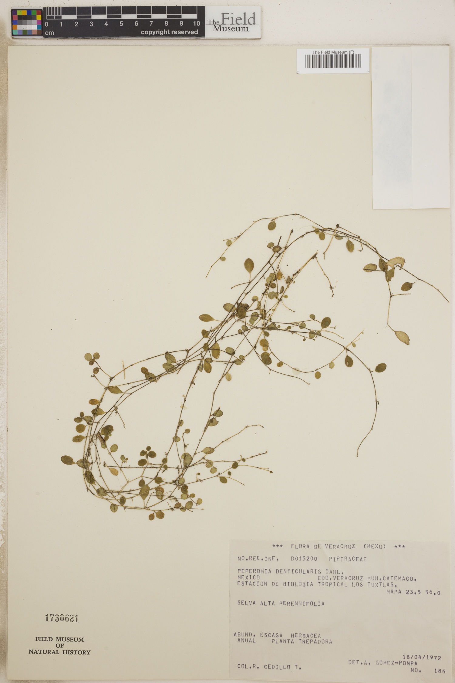 Peperomia denticularis — photo