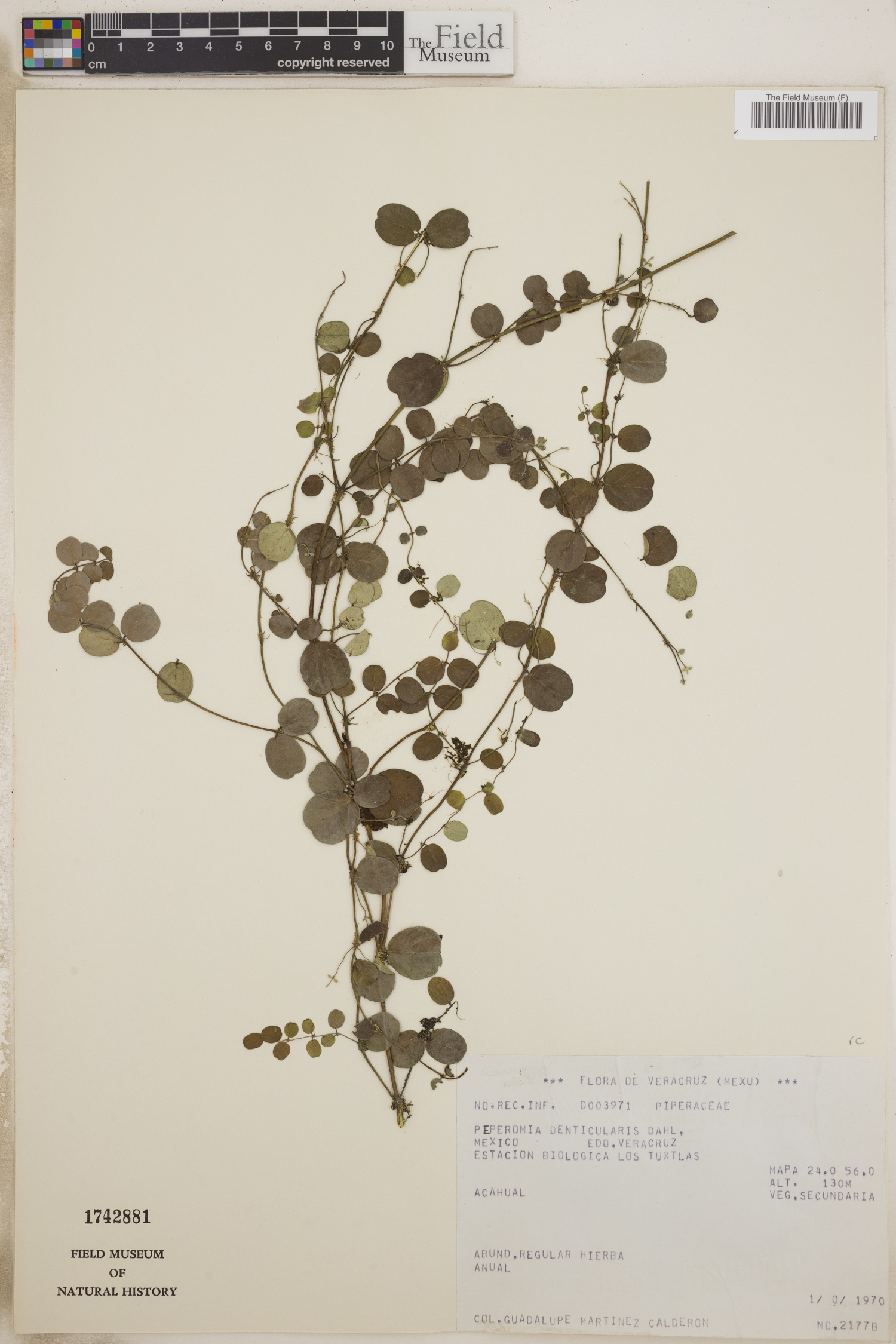 Peperomia denticularis — photo
