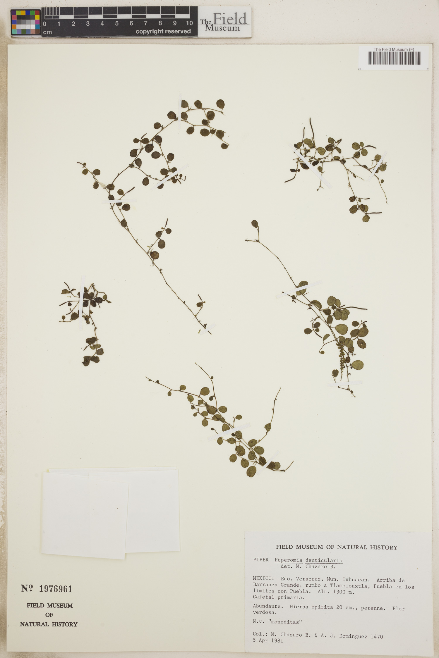 Peperomia denticularis