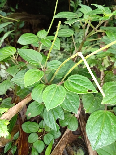 Peperomia donaguiana — photo
