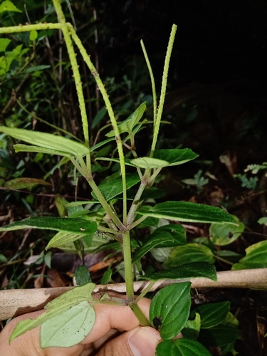 Peperomia donaguiana — photo