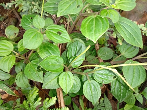 Peperomia donaguiana