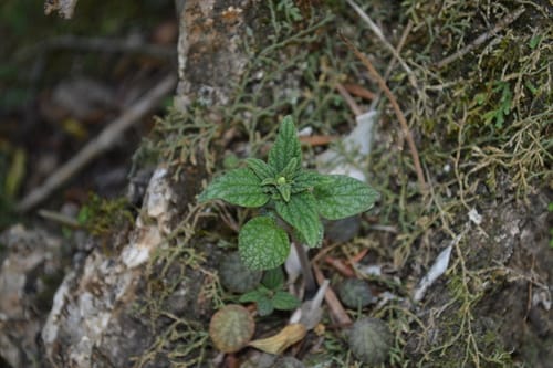 Peperomia fraseri — photo