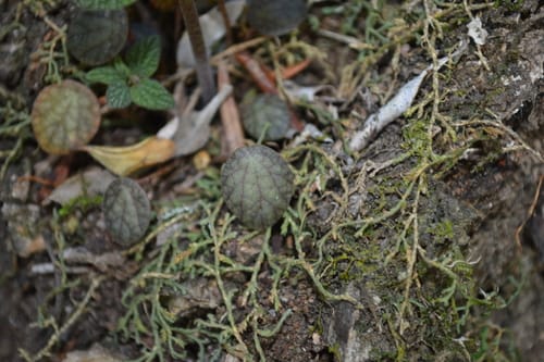 Peperomia fraseri — photo