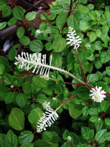 Peperomia fraseri