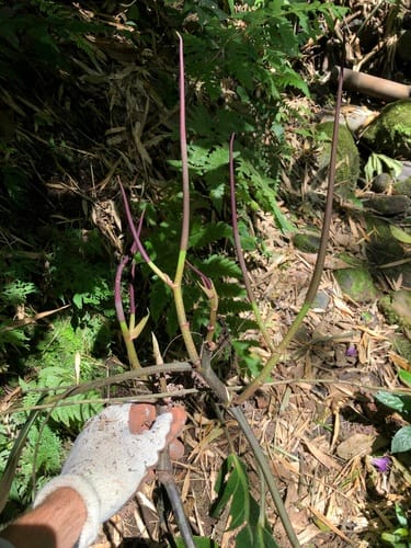 Peperomia maculosa (Cilantro peperomia) — photo