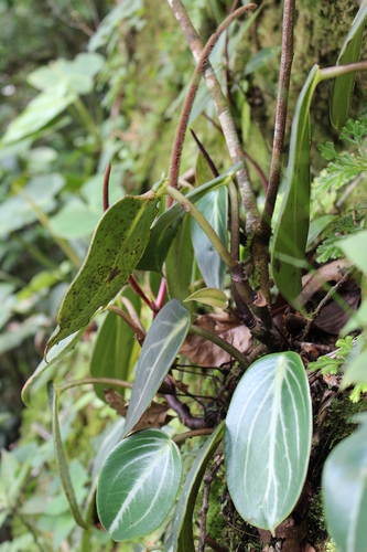 Peperomia maculosa