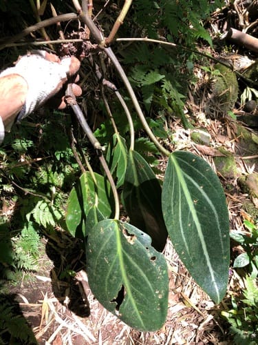 Peperomia maculosa (Cilantro peperomia) — photo