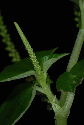 Peperomia pellucida (Greenhouse tea plant) — photo
