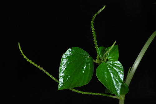 Piperaceae