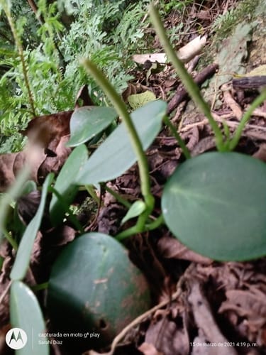 Peperomia peltilimba (Cilantro del monte) — photo