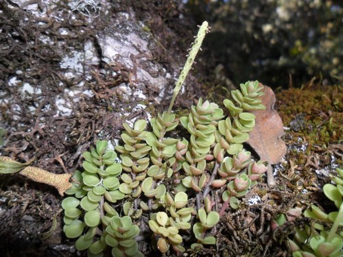 Peperomia quadrifolia — photo