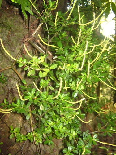 Peperomia quadrifolia