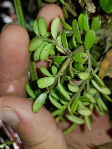 Peperomia quadrifolia — photo