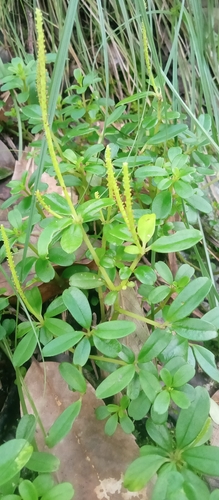 Peperomia wightiana — photo