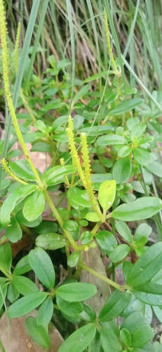 Peperomia wightiana — photo