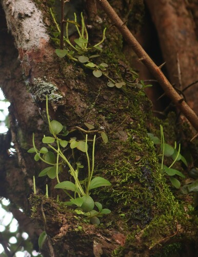 Peperomia wightiana