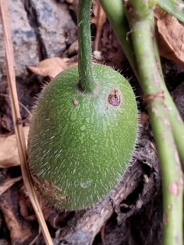 Peponium vogelii — photo