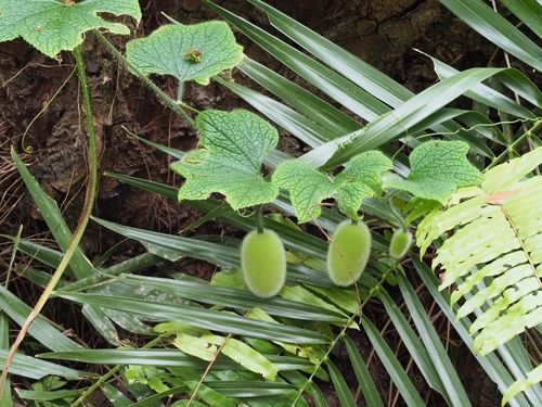 Peponium vogelii