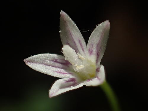 Peracarpa carnosa