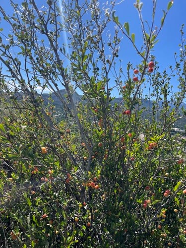 Peraphyllum ramosissimum (Squaw apple) — photo