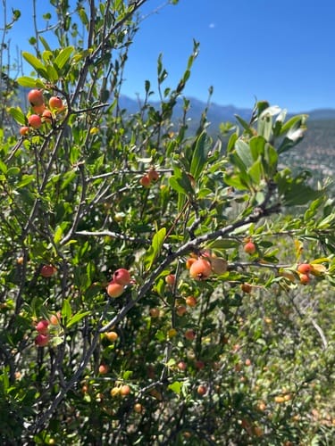 Peraphyllum ramosissimum (Squaw apple) — photo