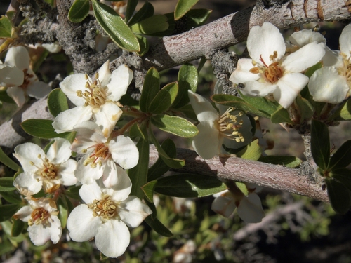 Peraphyllum ramosissimum