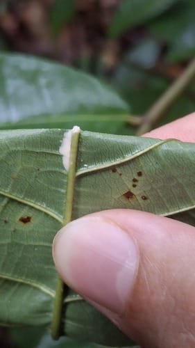 Perebea guianensis (Sunkach) — photo