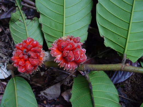 Perebea guianensis