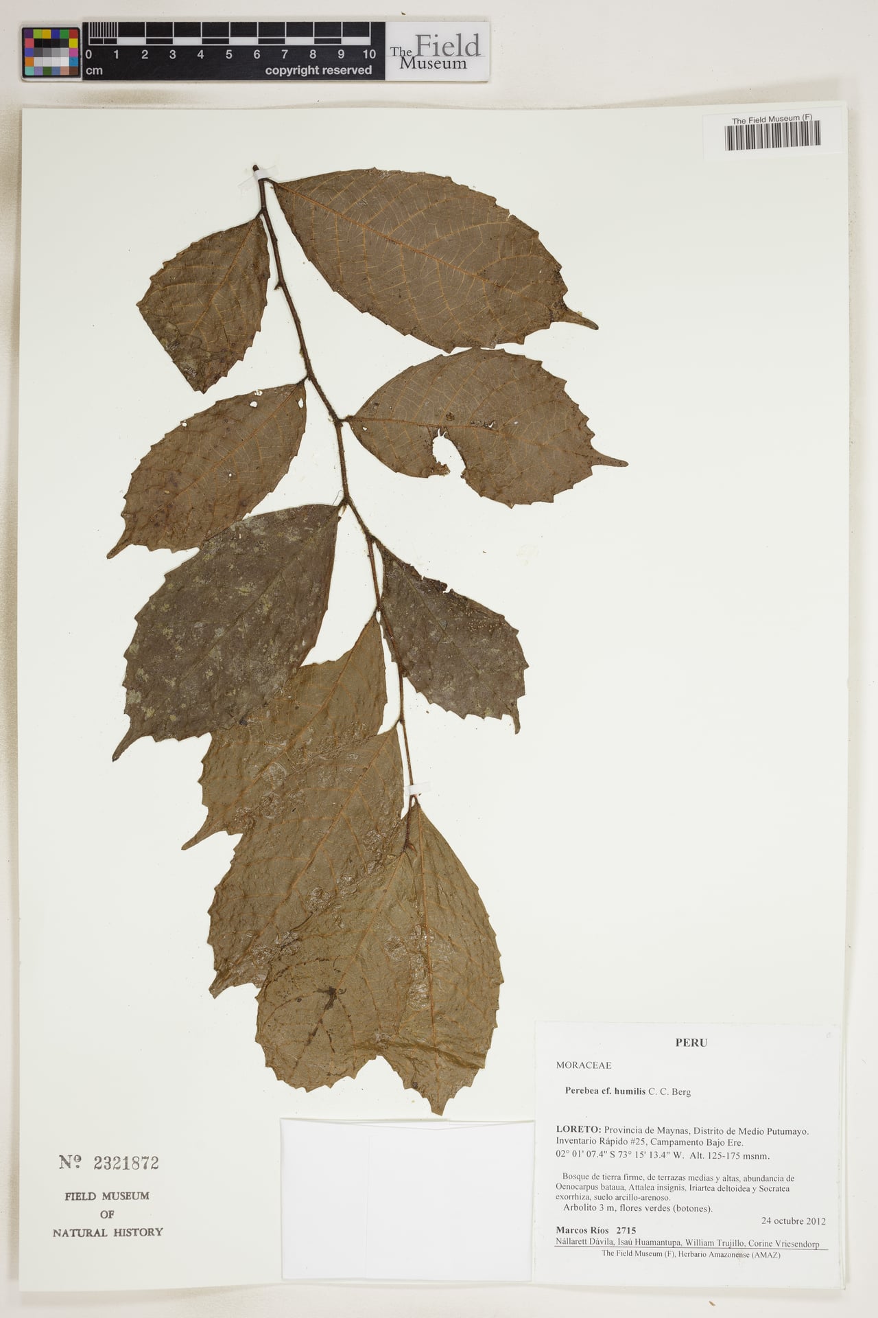 Perebea humilis (Low perebea) — photo