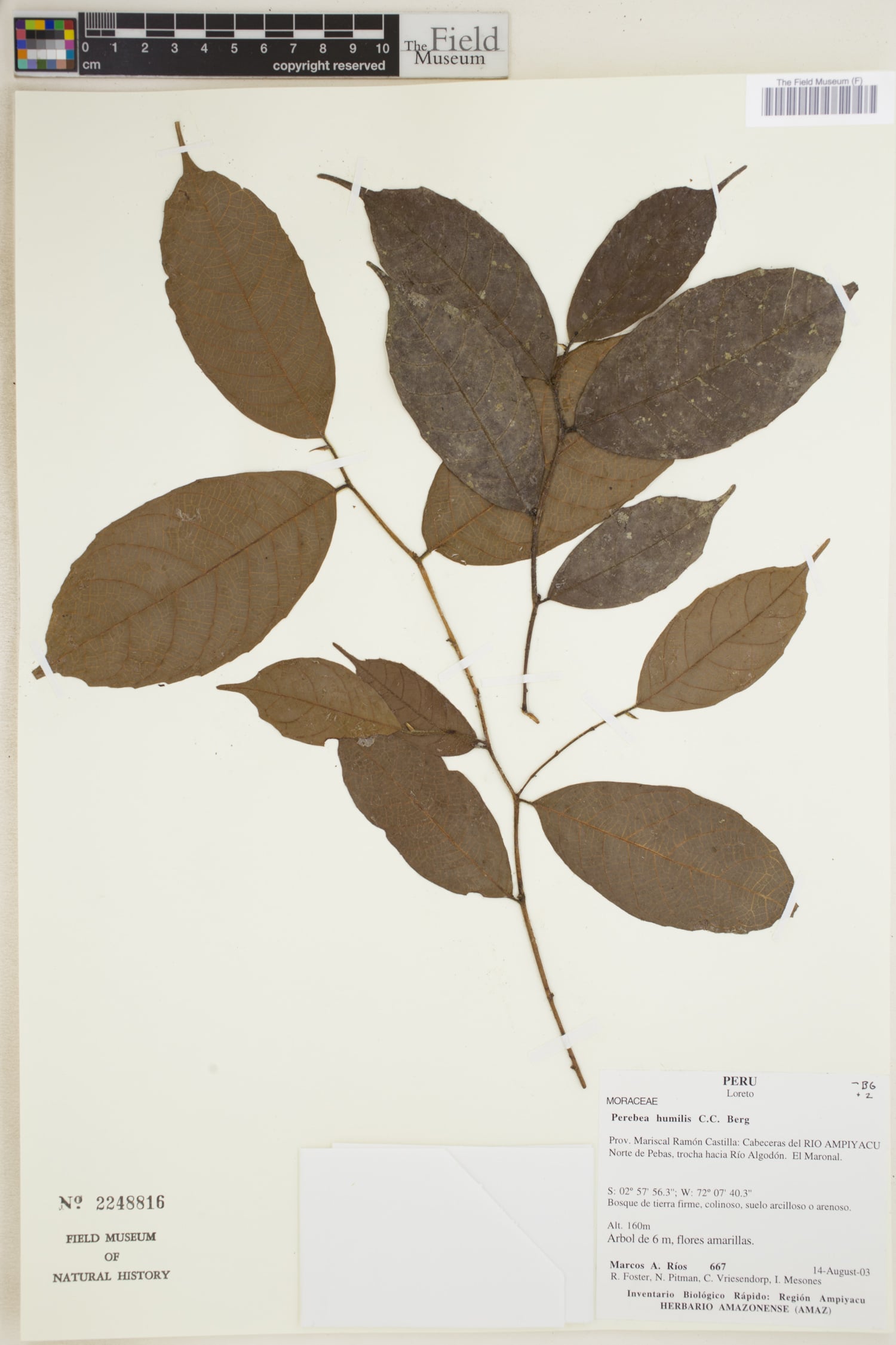 Perebea humilis (Low perebea) — photo