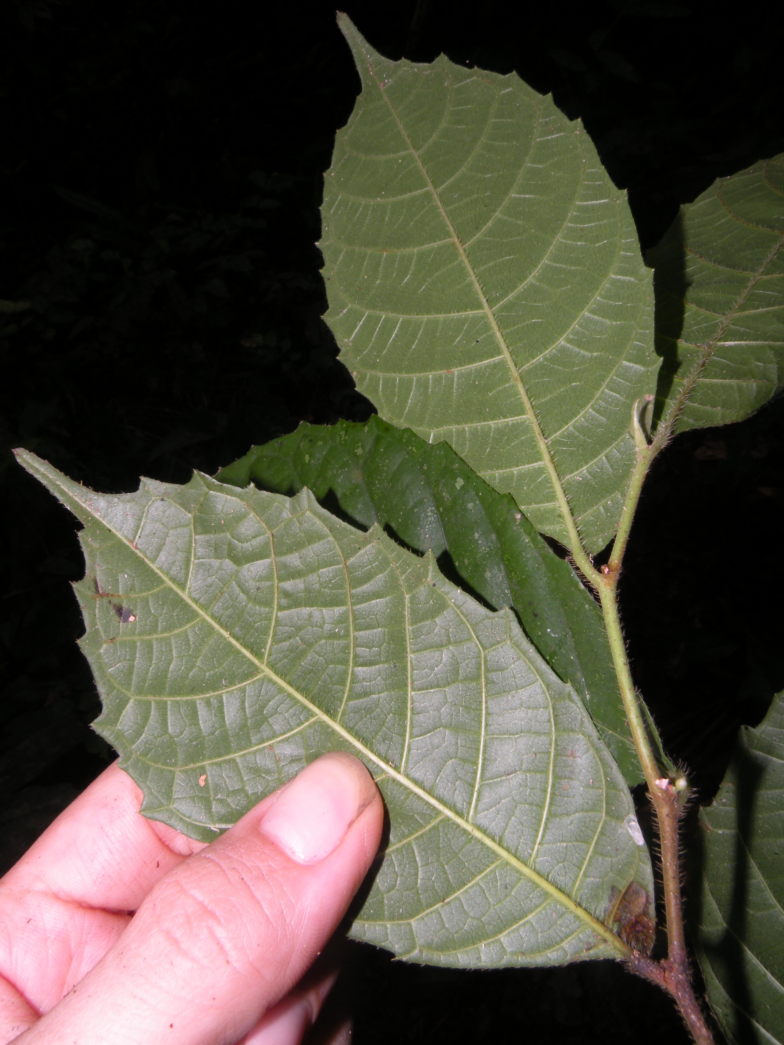 Perebea humilis