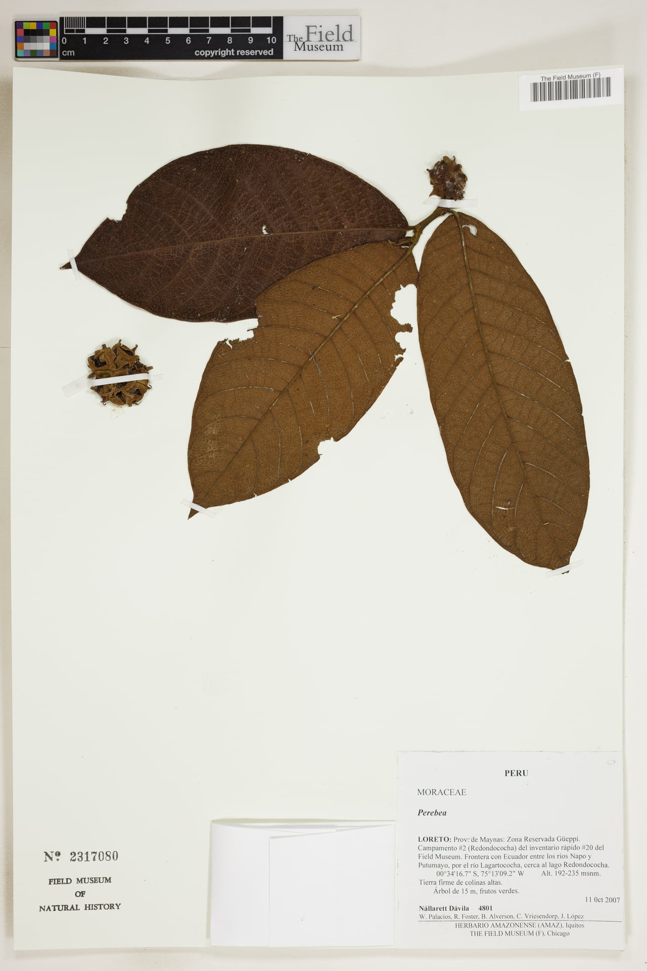 Perebea mollis