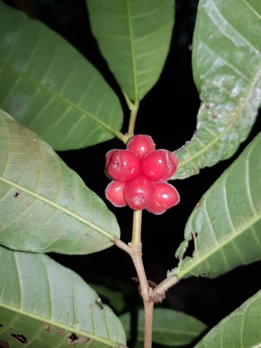Perebea xanthochyma