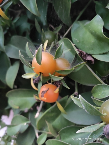 Pereskia aculeata (Leaf Cactus) — photo