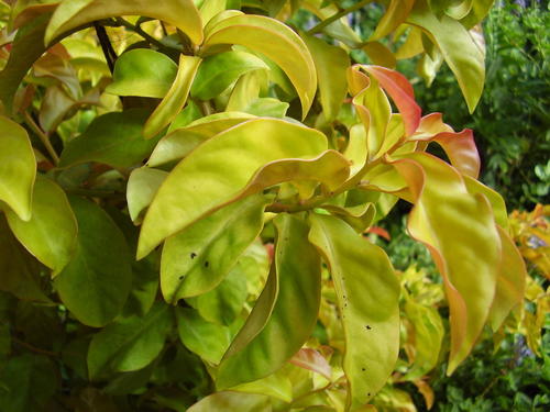 Pereskia aculeata (Leaf Cactus) — photo