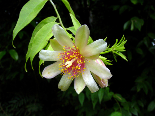 Pereskia aculeata