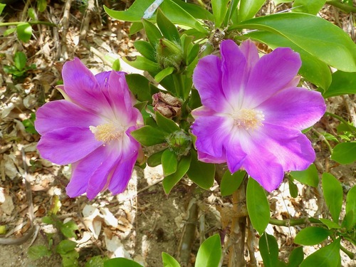 Pereskia grandifolia