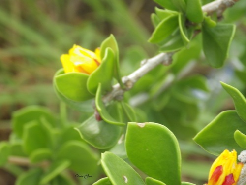 Pereskia guamacho (Guamacho) — photo