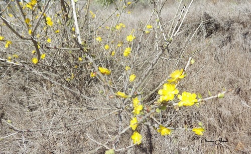 Pereskia guamacho (Guamacho) — photo