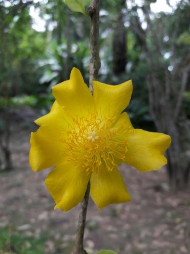 Pereskia guamacho
