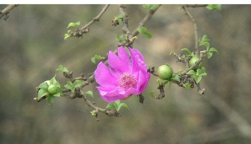 Pereskia portulacifolia