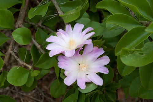 Pereskia sacharosa — photo