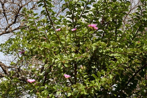Pereskia sacharosa — photo
