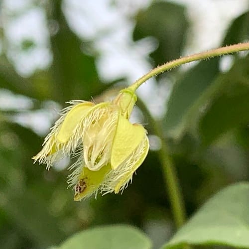 Pergularia daemia (Trellis vine) — photo