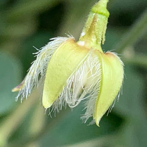 Pergularia daemia (Trellis vine) — photo