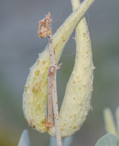 Pergularia tomentosa — photo