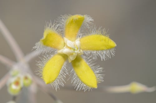 Pergularia tomentosa